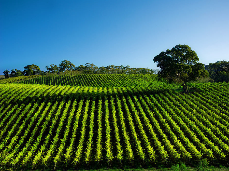 mycorrhizae vineyards